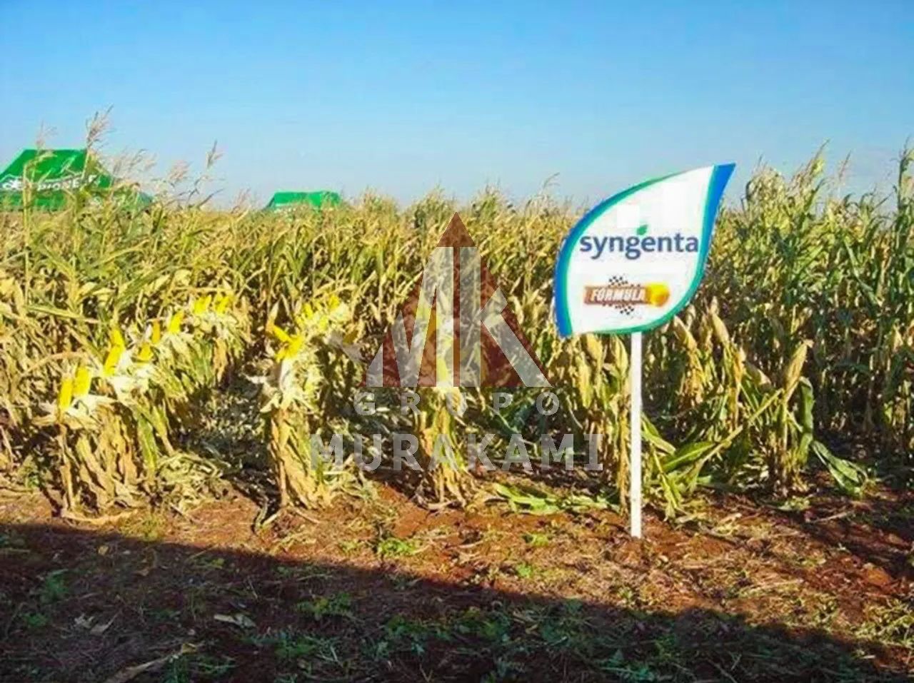 FAZENDA - GOIOERÊ - PARANÁ - Foto 3
