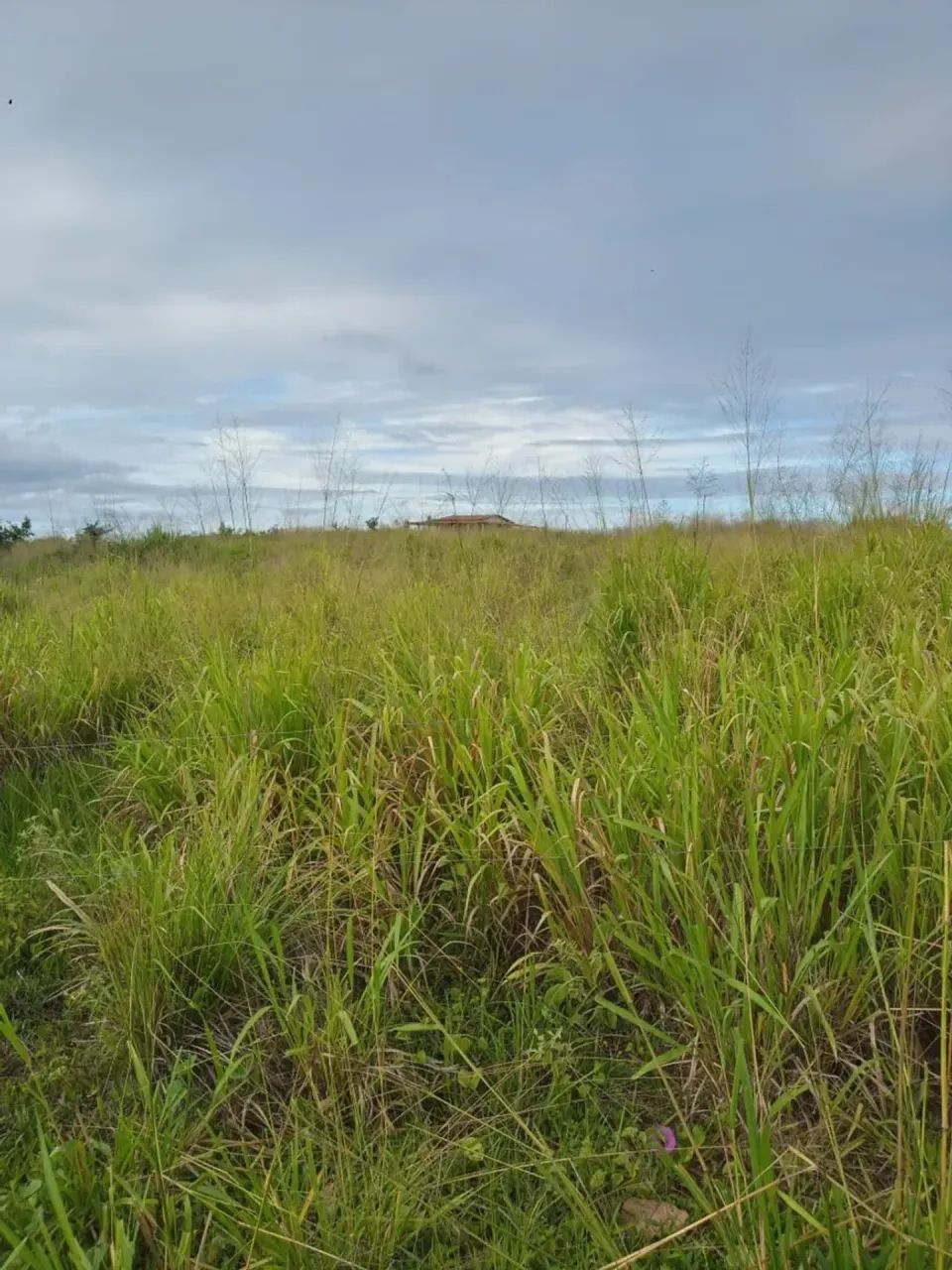 Excelente Granja com 11.5 hectares de Monte Alegre