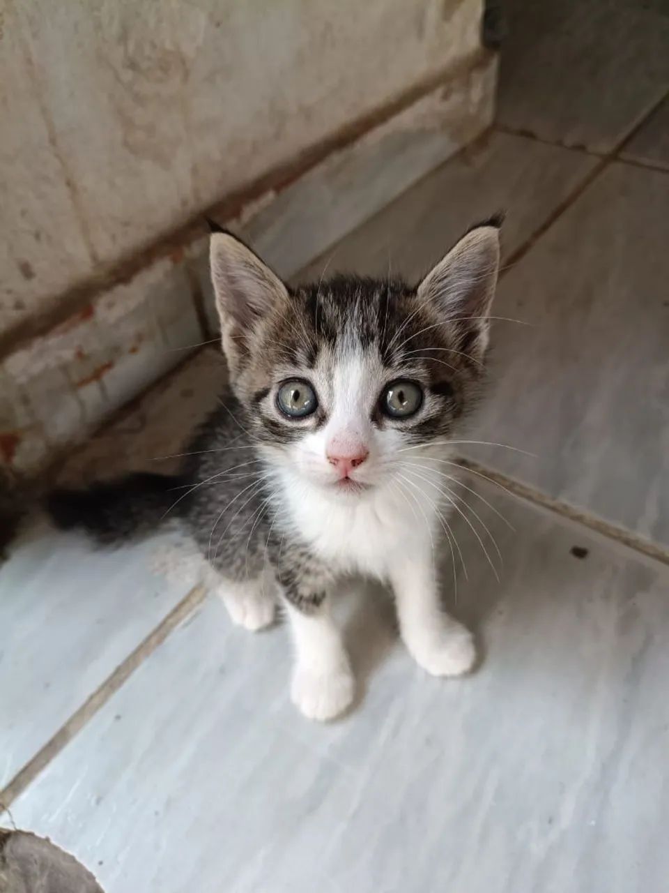 Filhote de gata fêmea 