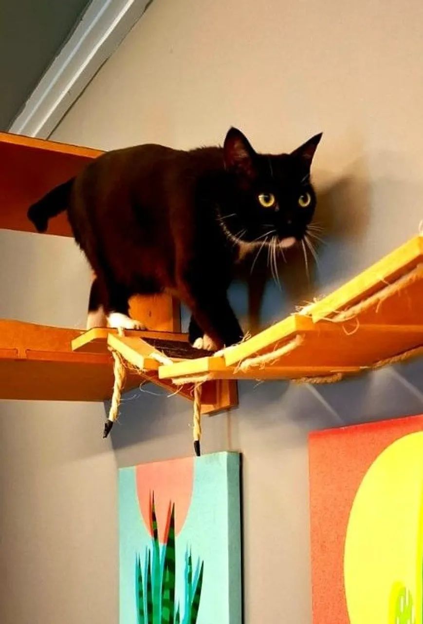 Gato - Foto 4