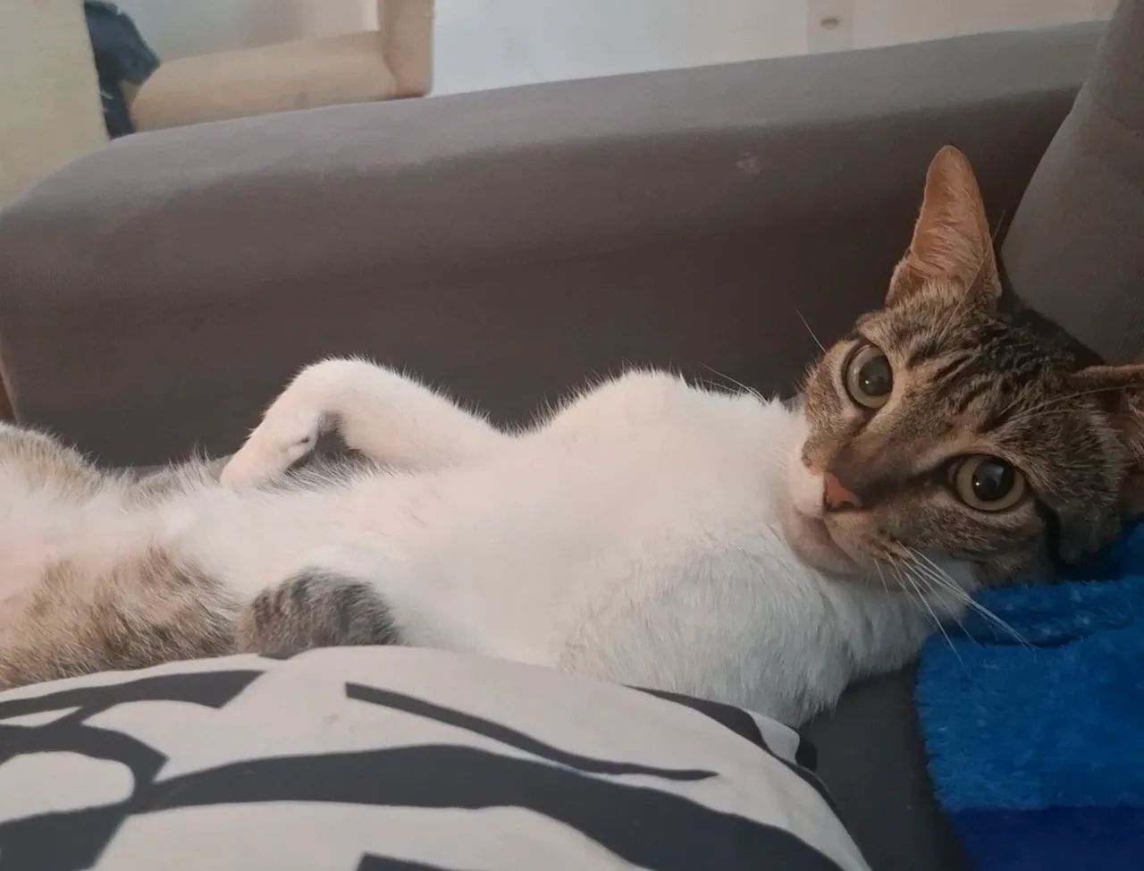 GATINHA CASTRADA - Foto 4