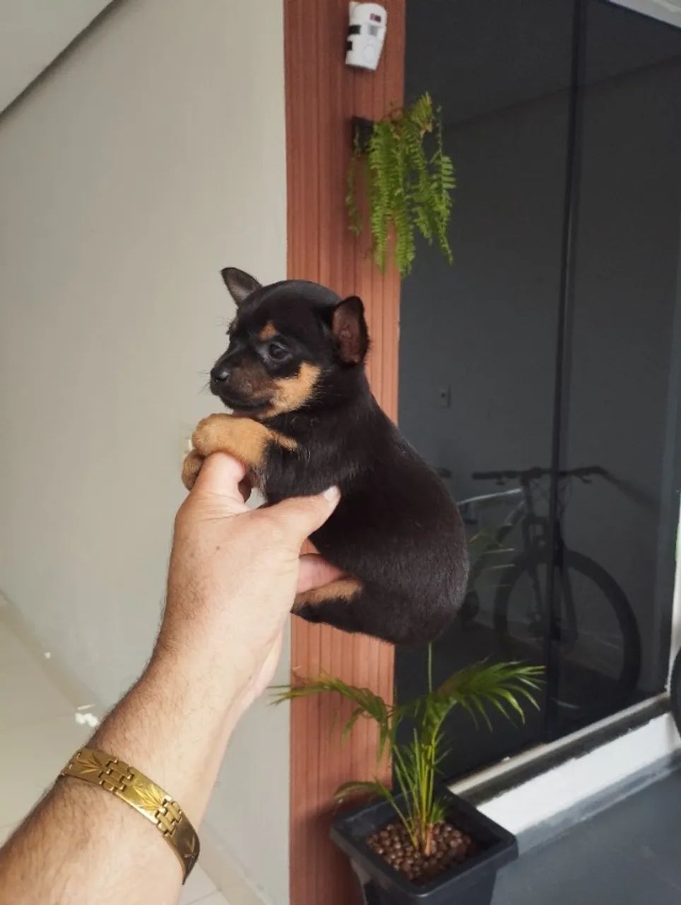 Pinscher macho - Foto 3