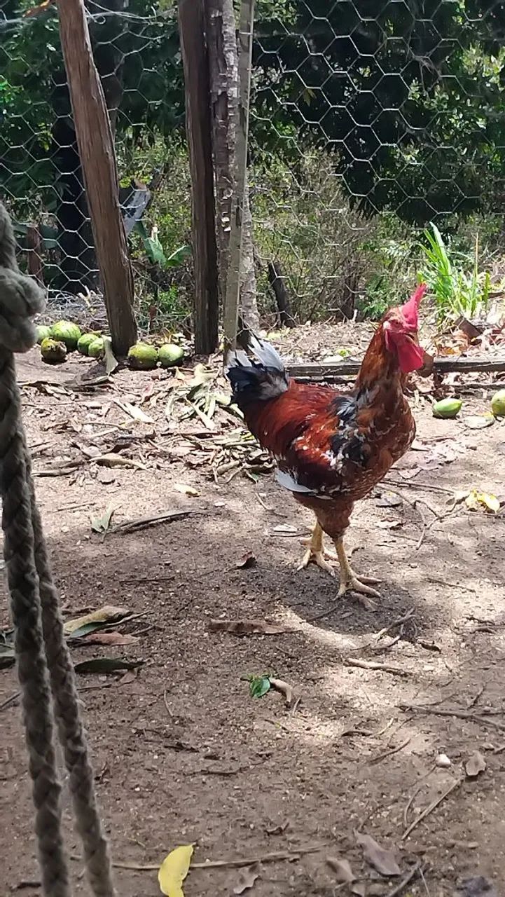 Vende-se frango