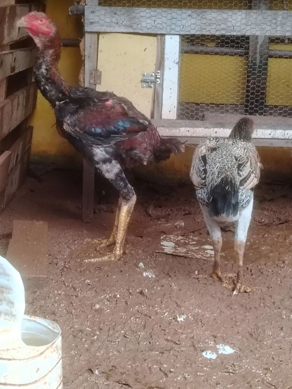 Frango índio gigante  - Foto 3