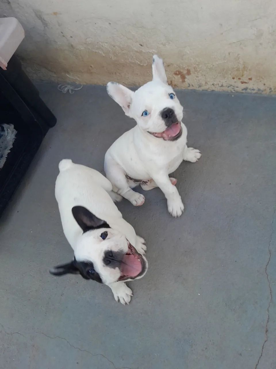 Bulldog Francês macho  - Foto 3