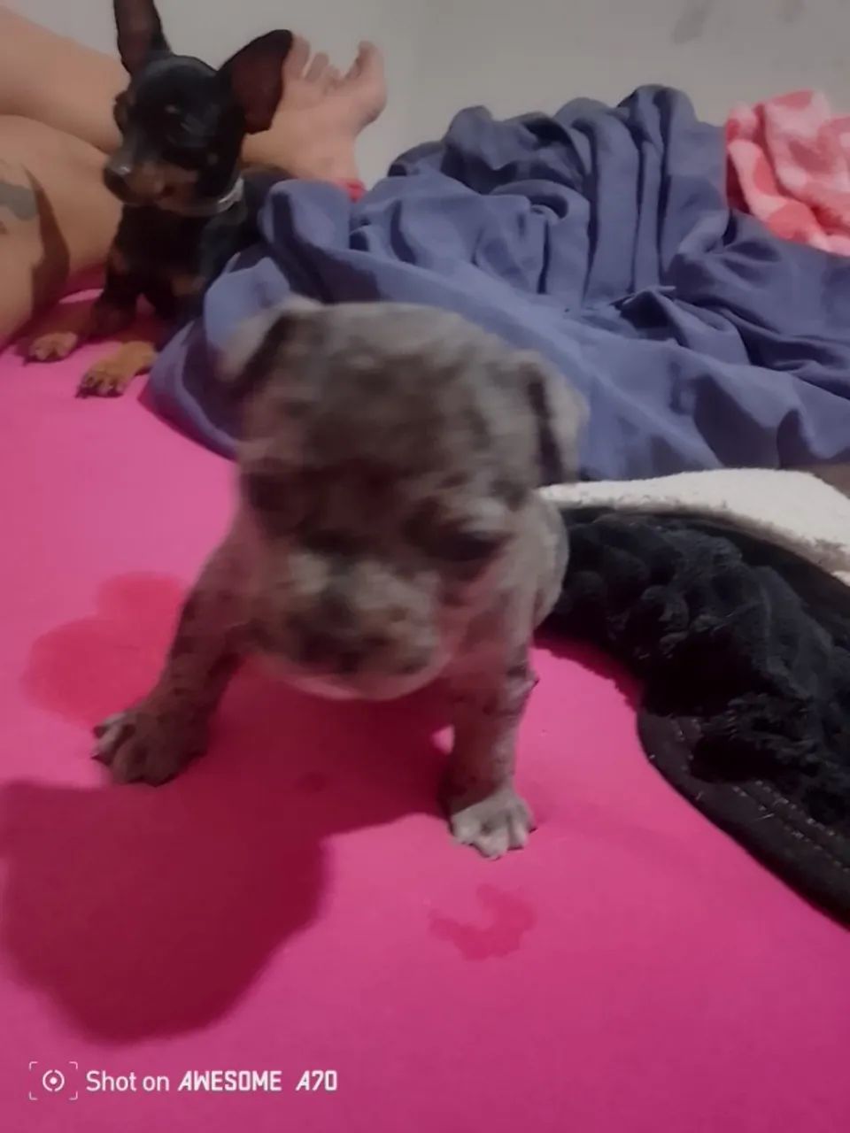Cachorro  - Foto 3