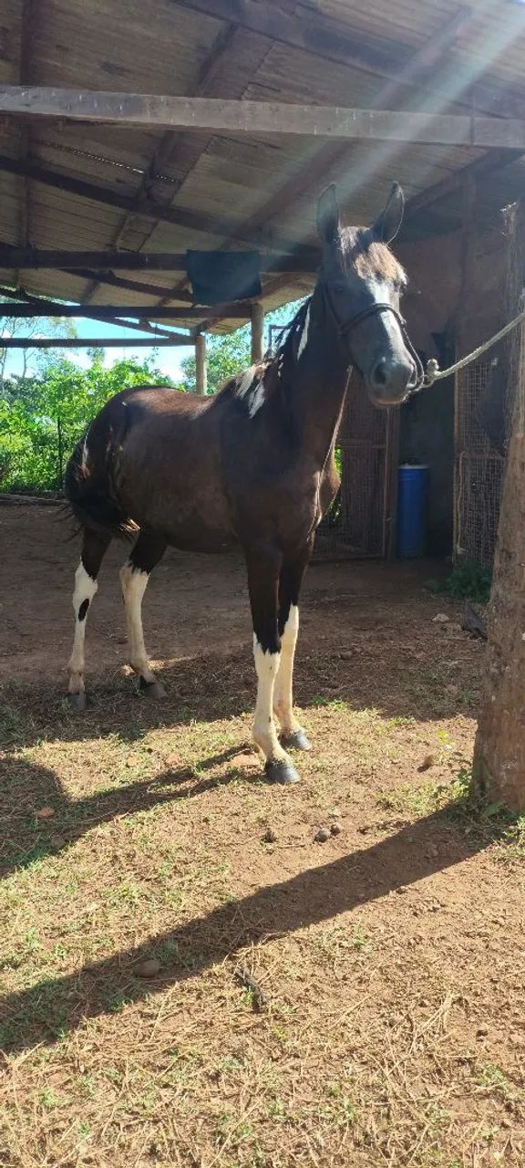 Potro pampa homozigoto registrado MM