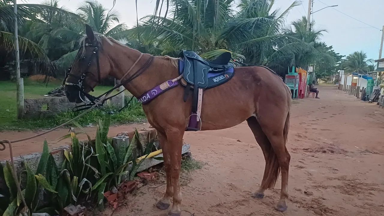 Sela nova - Foto 3