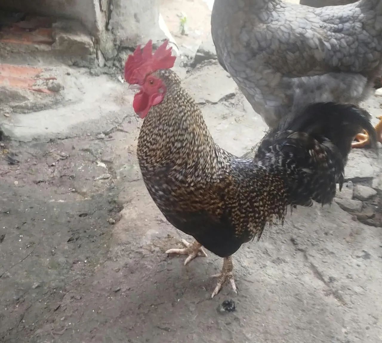 Vendo galinho