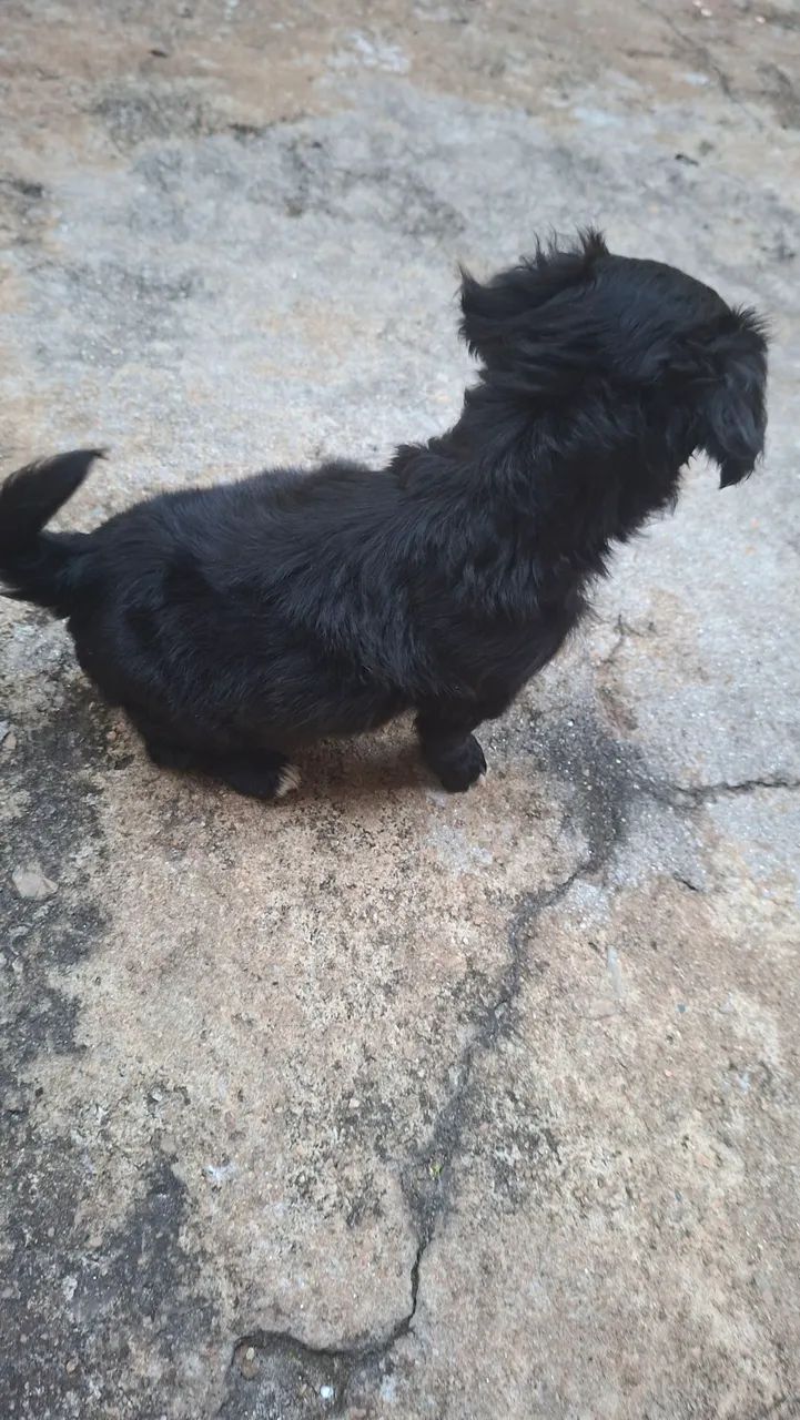 Doação de cachorrinho - Foto 3