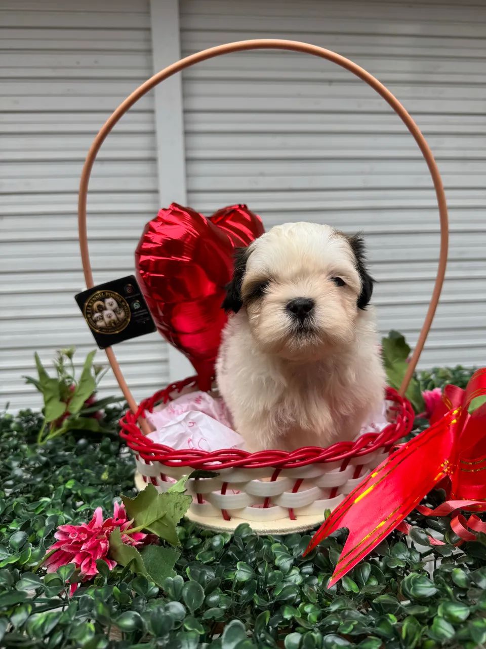 Shihtzu  - Foto 4