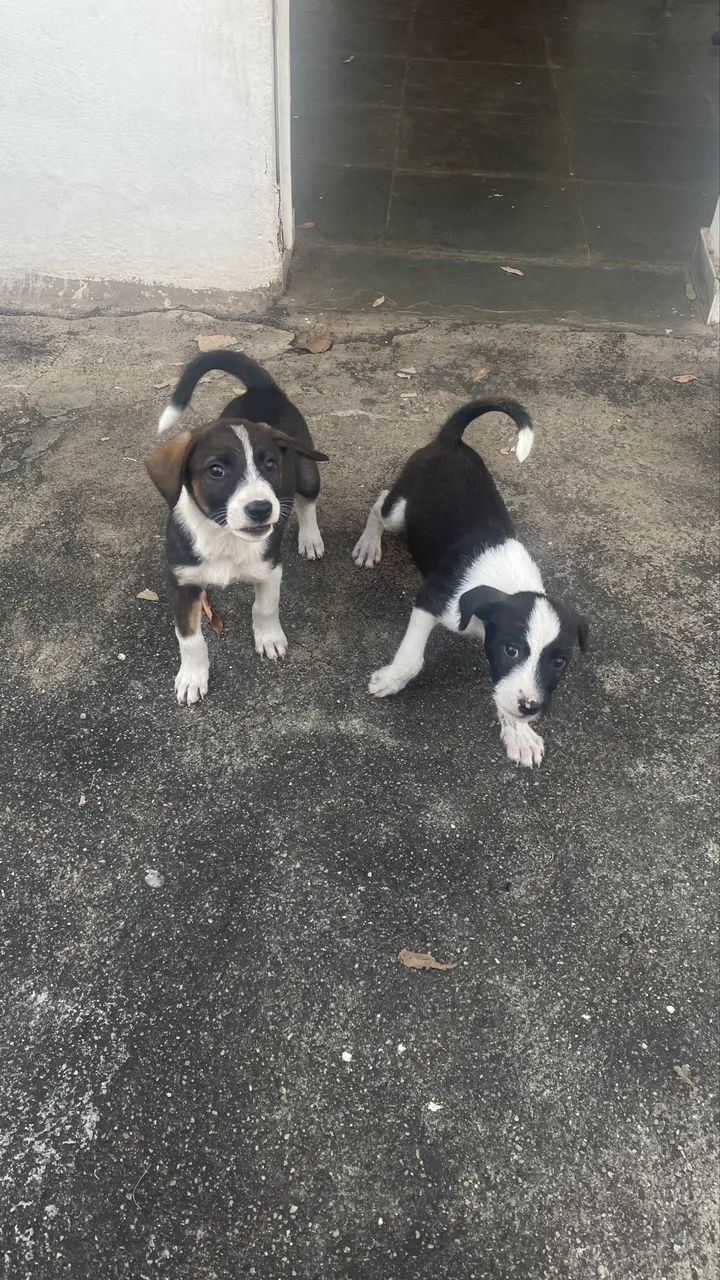 Adoção  - Foto 3