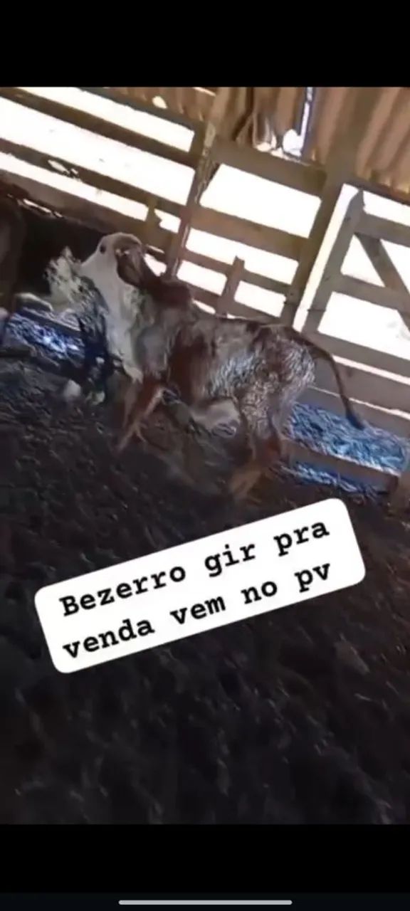 Vaca e bezerro gir  - Foto 2