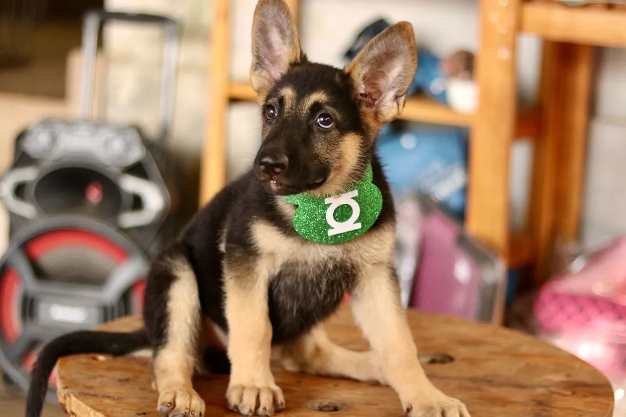 Pastor alemão parcelamos  - Foto 3