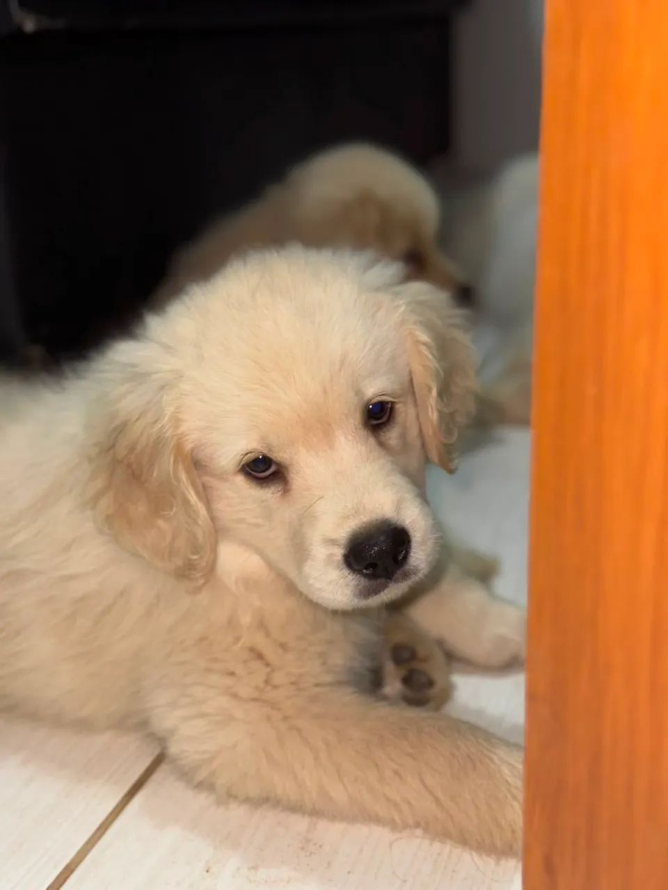 Golden Retriever 