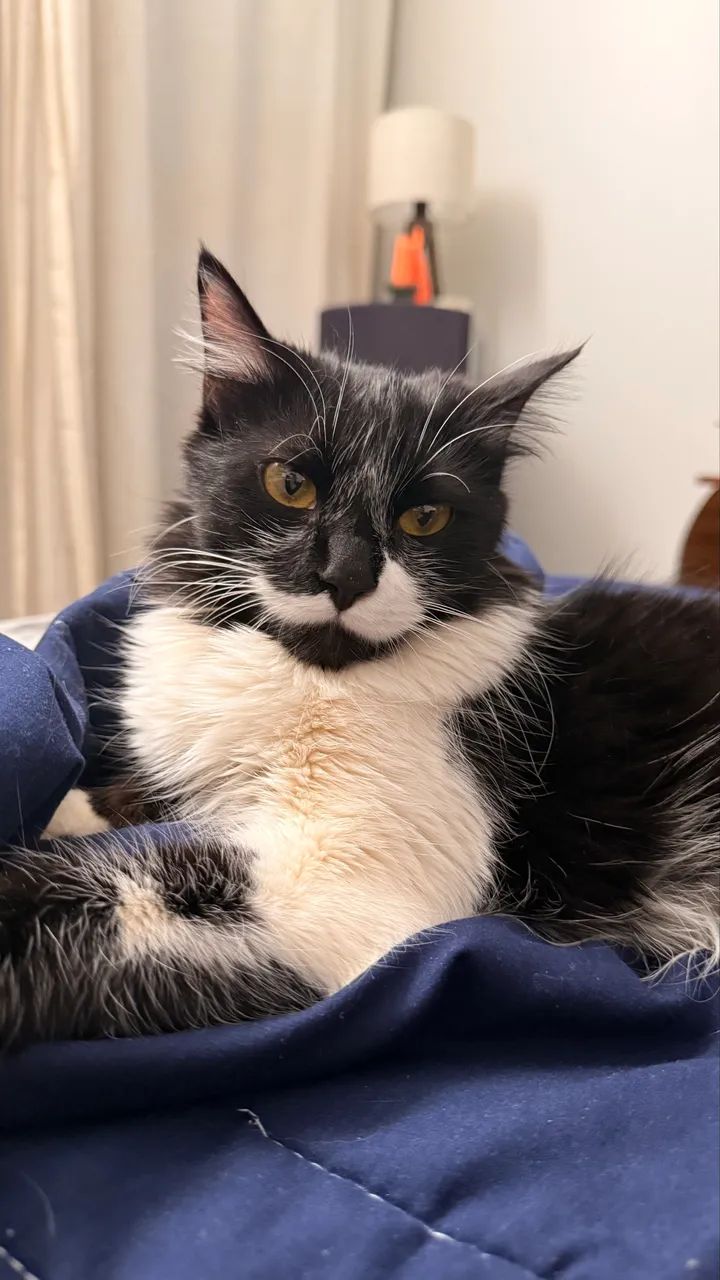 Gata para adoção - Foto 5