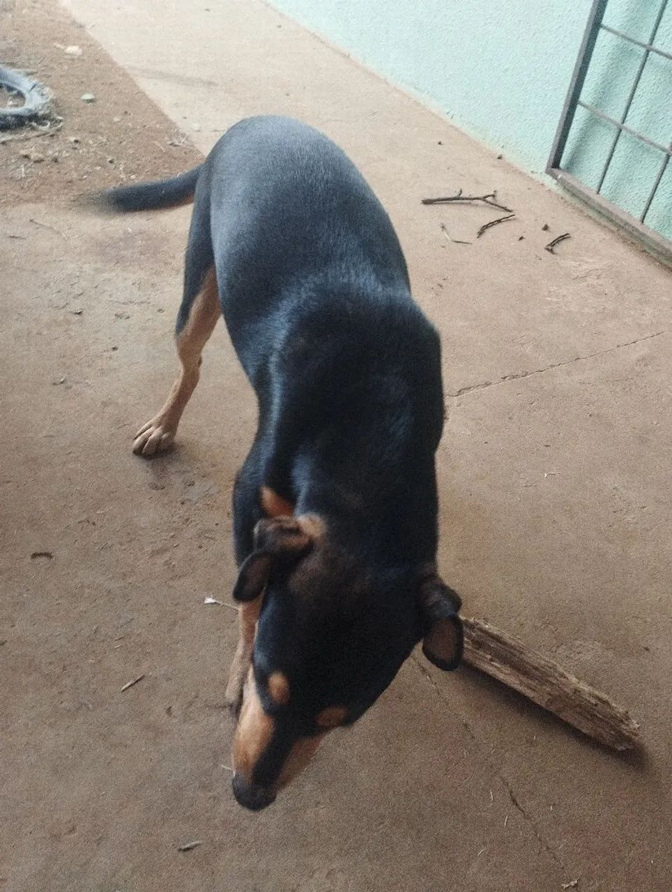 Doação de cachoro
