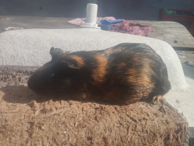 Porquinho da índia  - Foto 2
