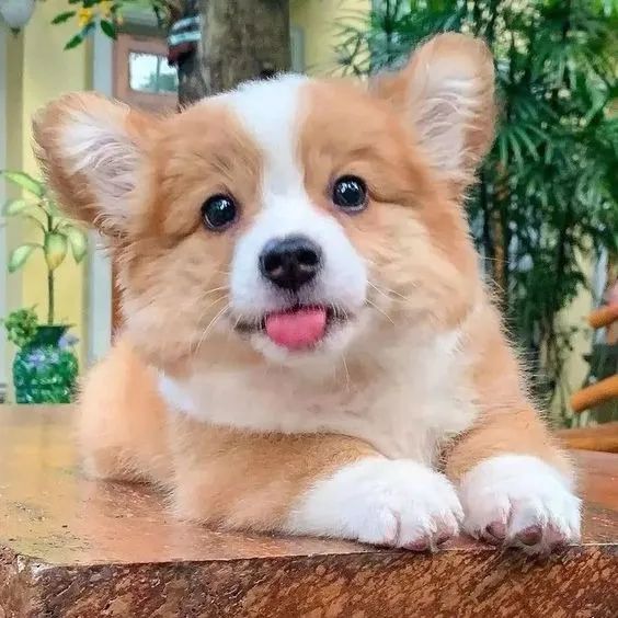 Corgi Pembroke - Foto 2