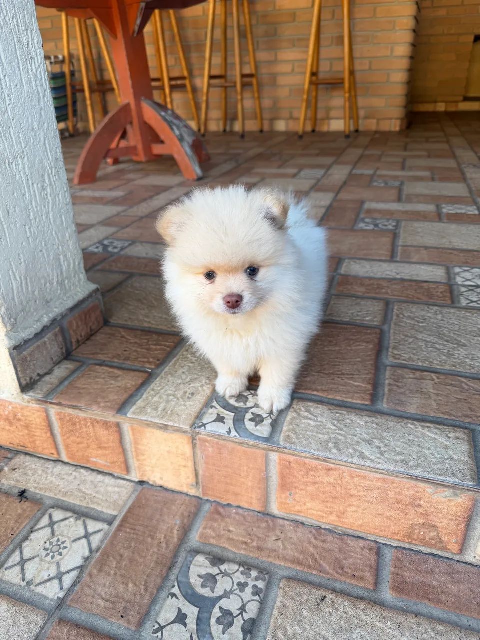 Spitz Alemão Macho e Femea  - Foto 2