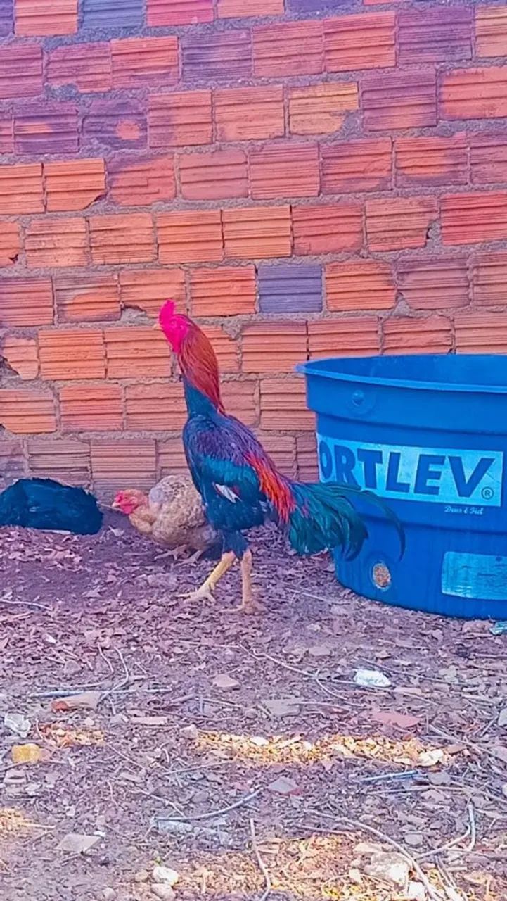 Vendo este galo  - Foto 2
