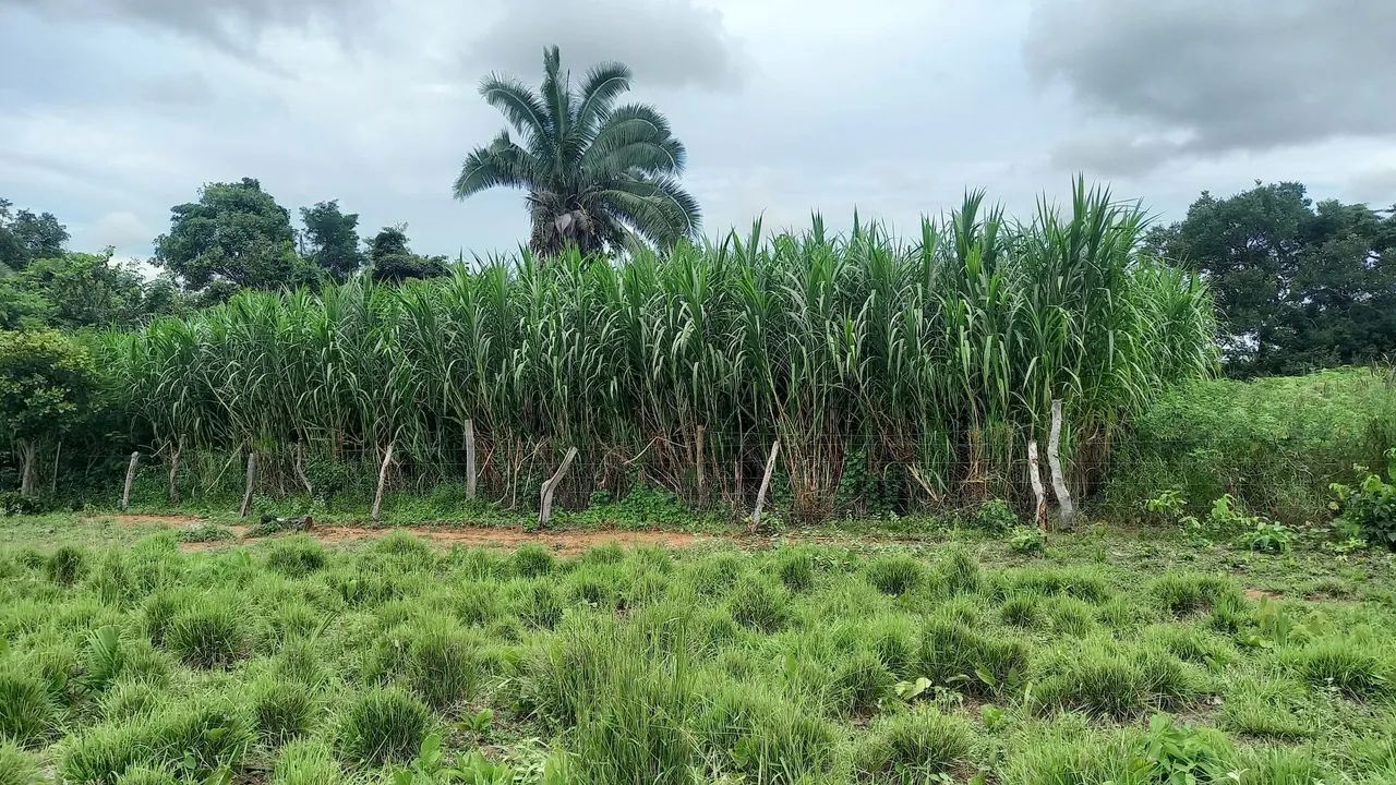Fazenda 21.8 ha documentada. - Foto 5