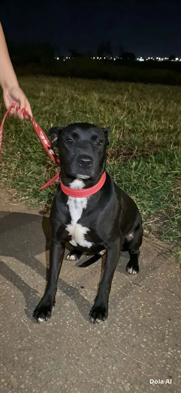 Doação responsável de cachorro  - Foto 2