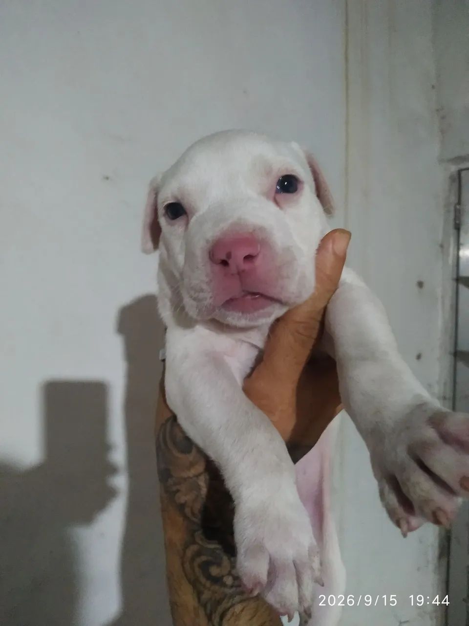vendo cadela Pitbull 450$ - Foto 2