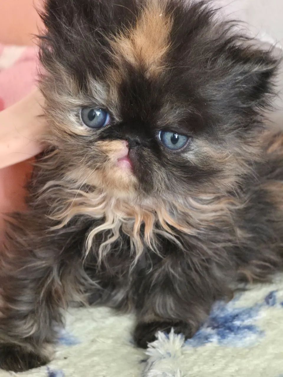 Gata Persa fêmea