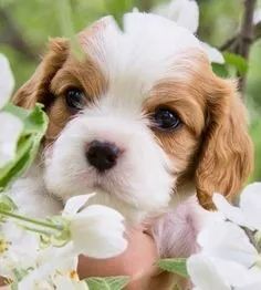 Cavalier King Charles 