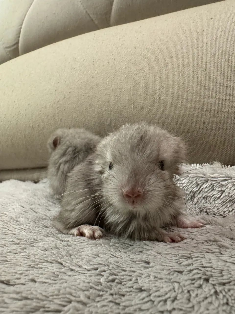 Filhotes Chinchila - Foto 3