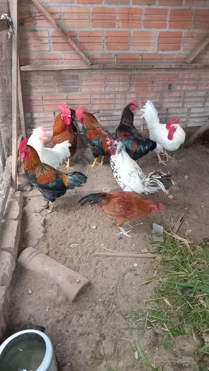 Galos Caipiras - Foto 2