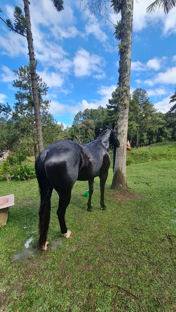 Égua Quarto de Milha Linda - Foto 2