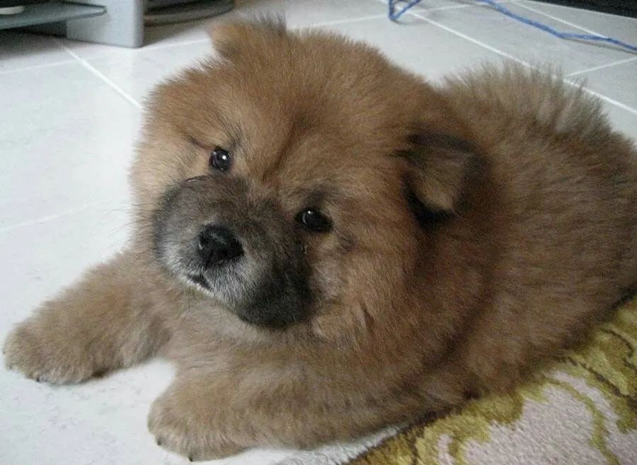 Chow Chow lindos 
