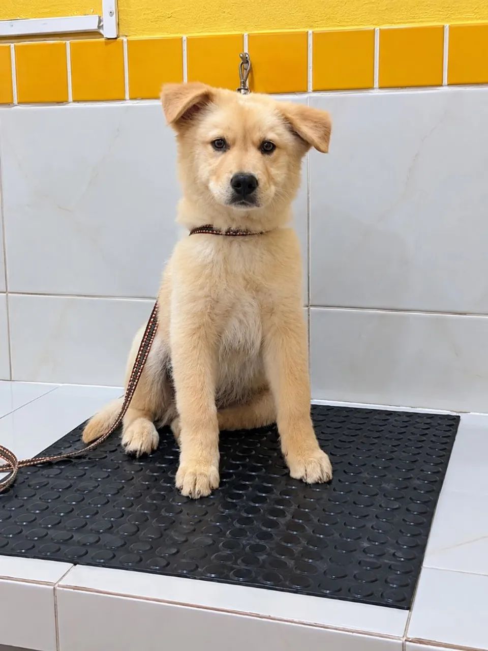 Golden Chow Macho