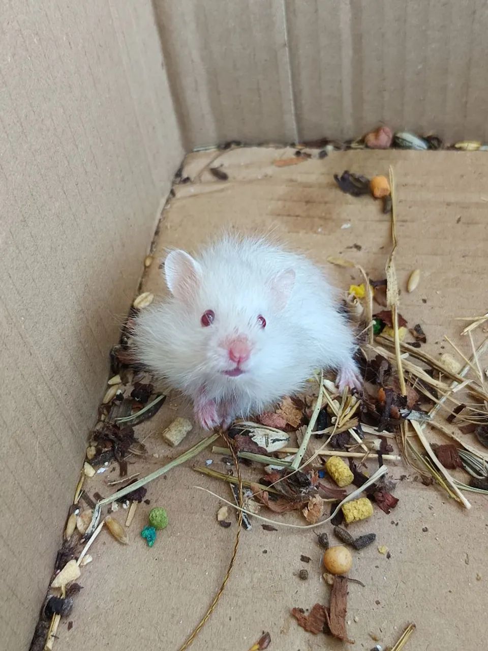 Hamster angorá sírio Maceió  - Foto 2