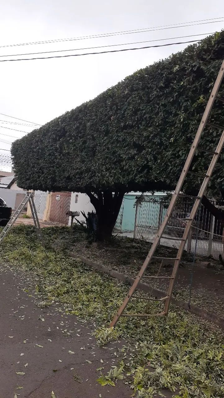 Jardinagem em geral 