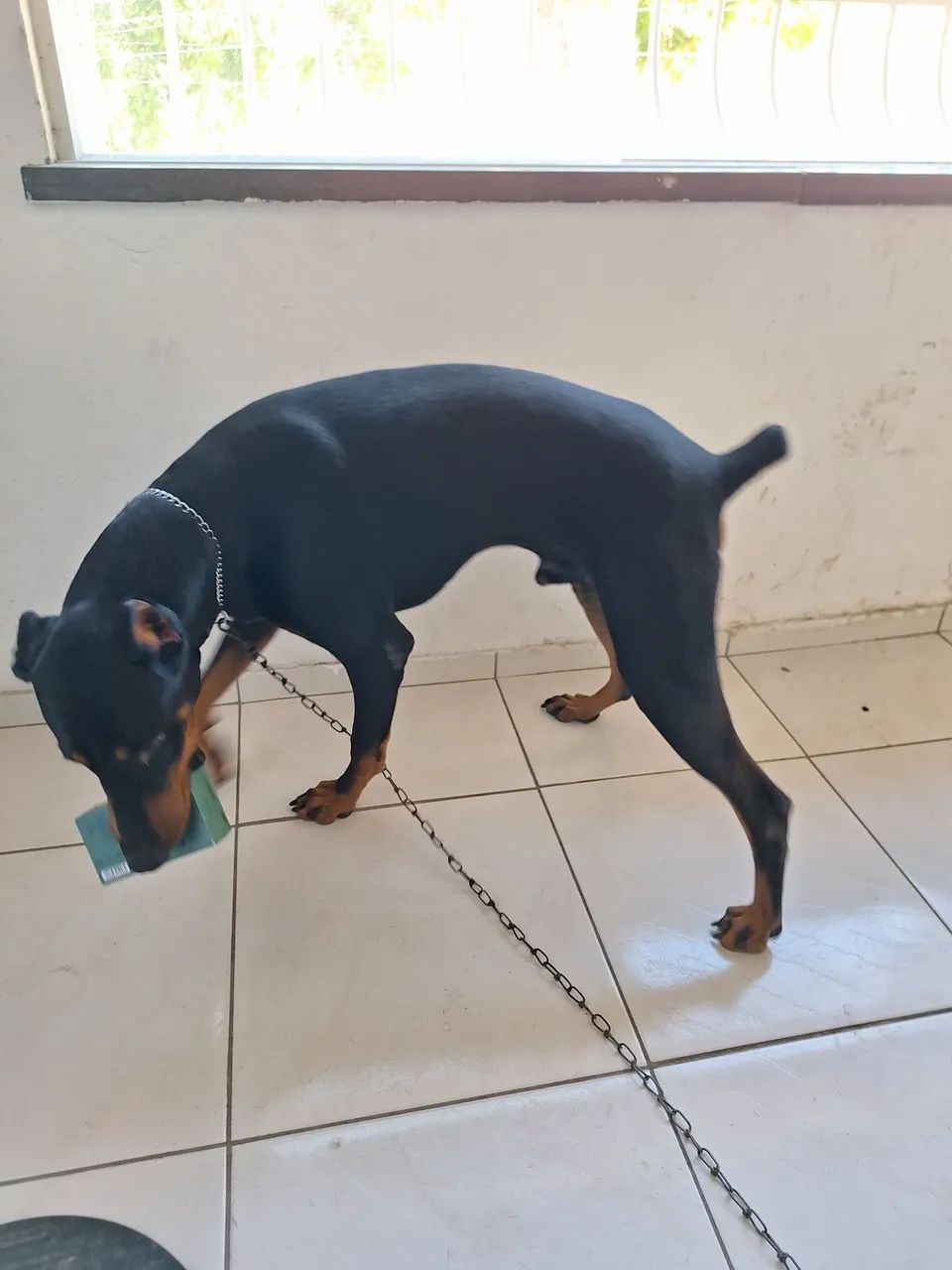 Doberman - Foto 5
