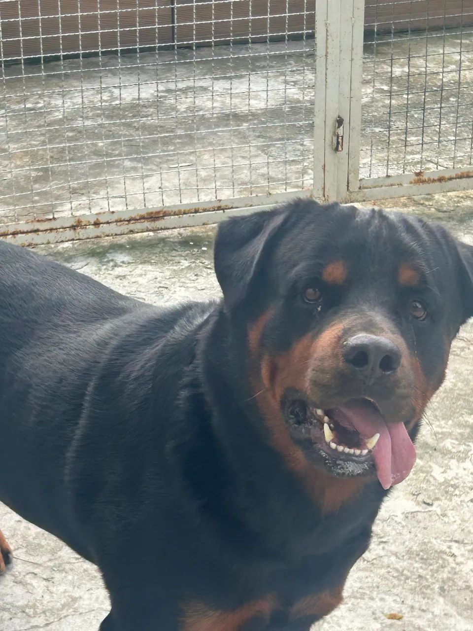 rotweiller filhotes 