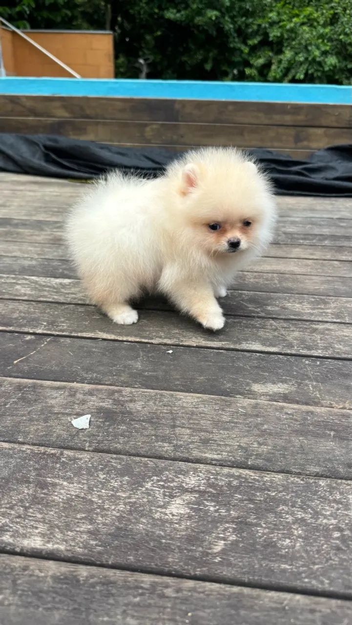 Spitz Alemão Anão  - Foto 3
