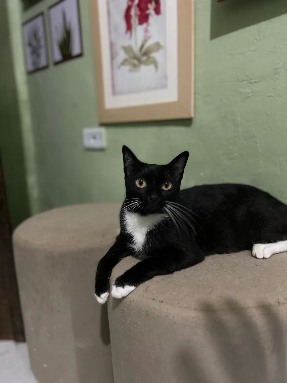Gata para doação  - Foto 2
