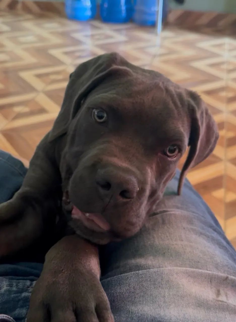 Cane corso a venda  - Foto 5