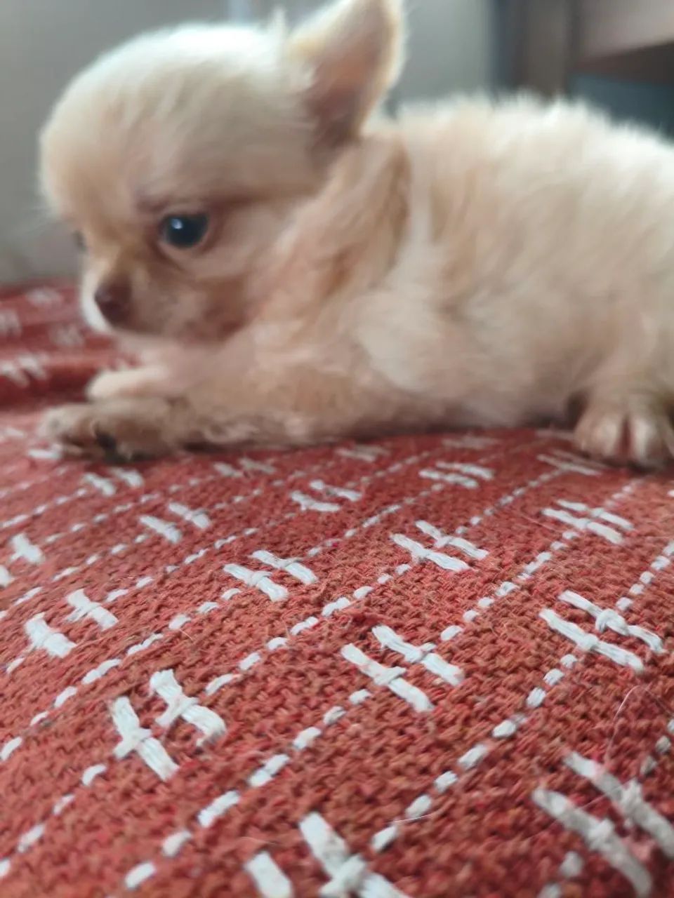 Chihuhaua  - Foto 2