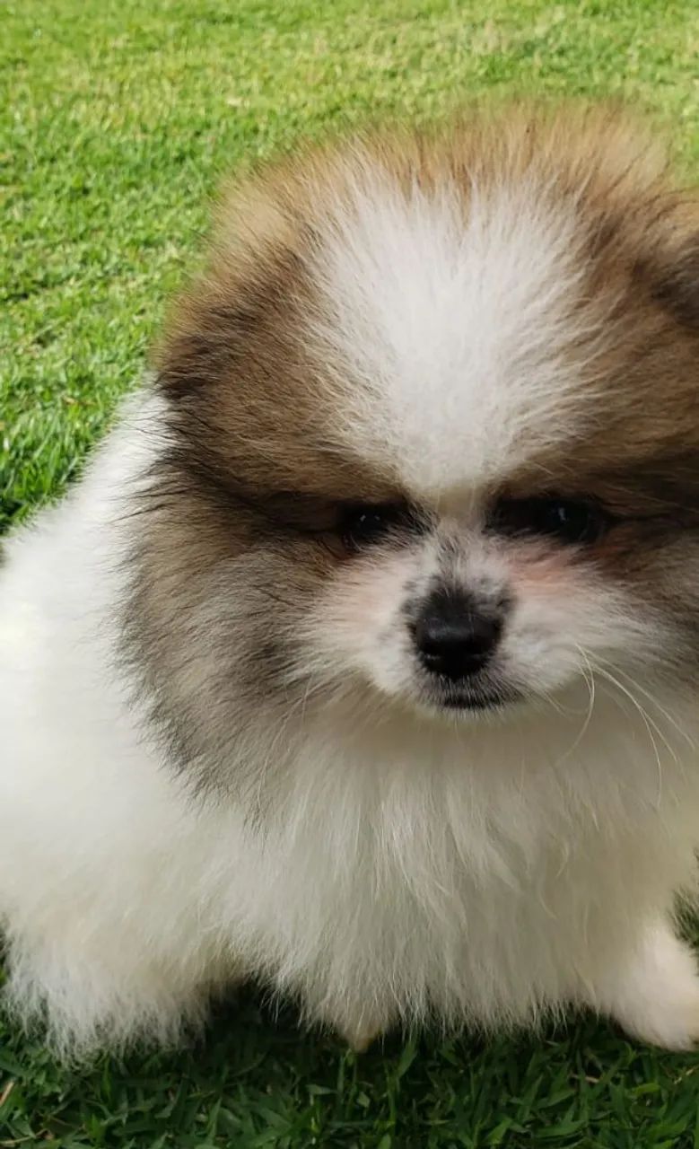 Spitz alemão macho 
