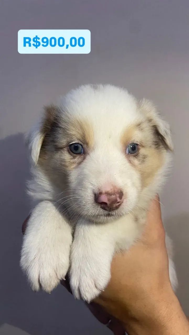 Border collie macho merle  - Foto 3