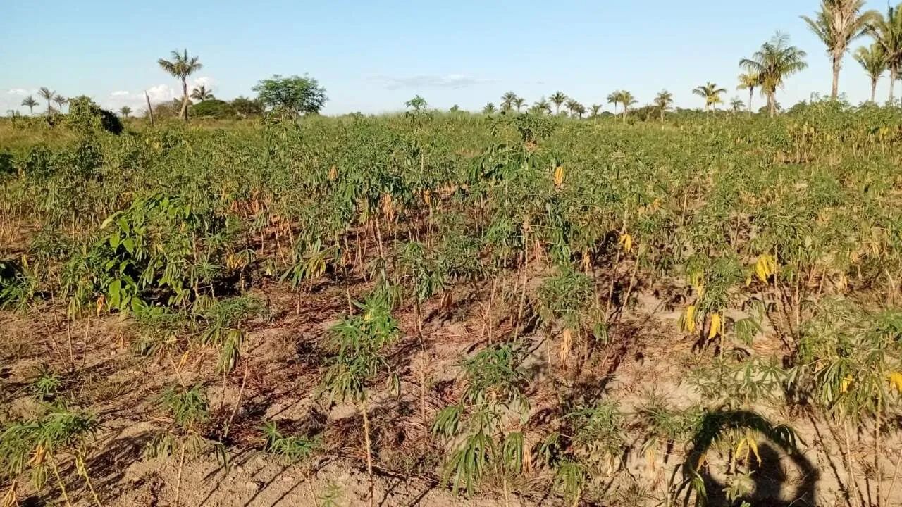 CHACARA A VENDA EM CANDEIAS DO JAMARI - Foto 3