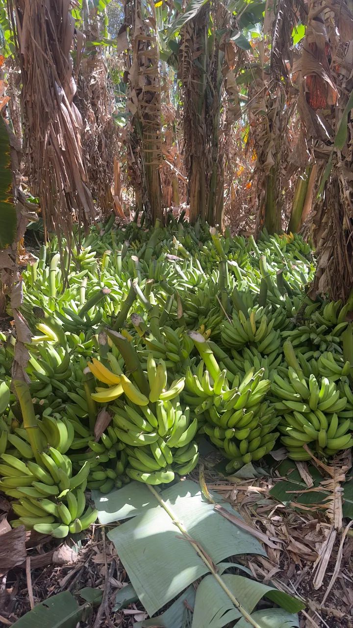 Mudas de banana da terra  - Foto 4