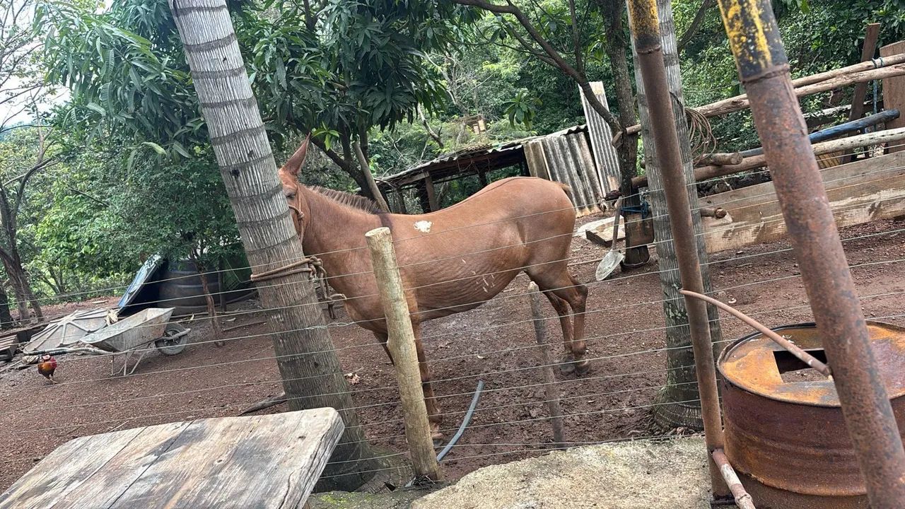 Mula de patrão  - Foto 5