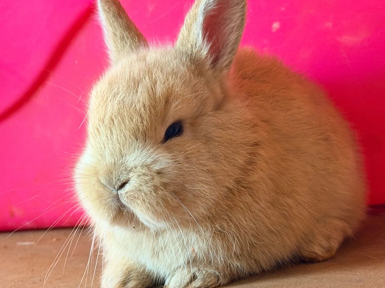 COELHO