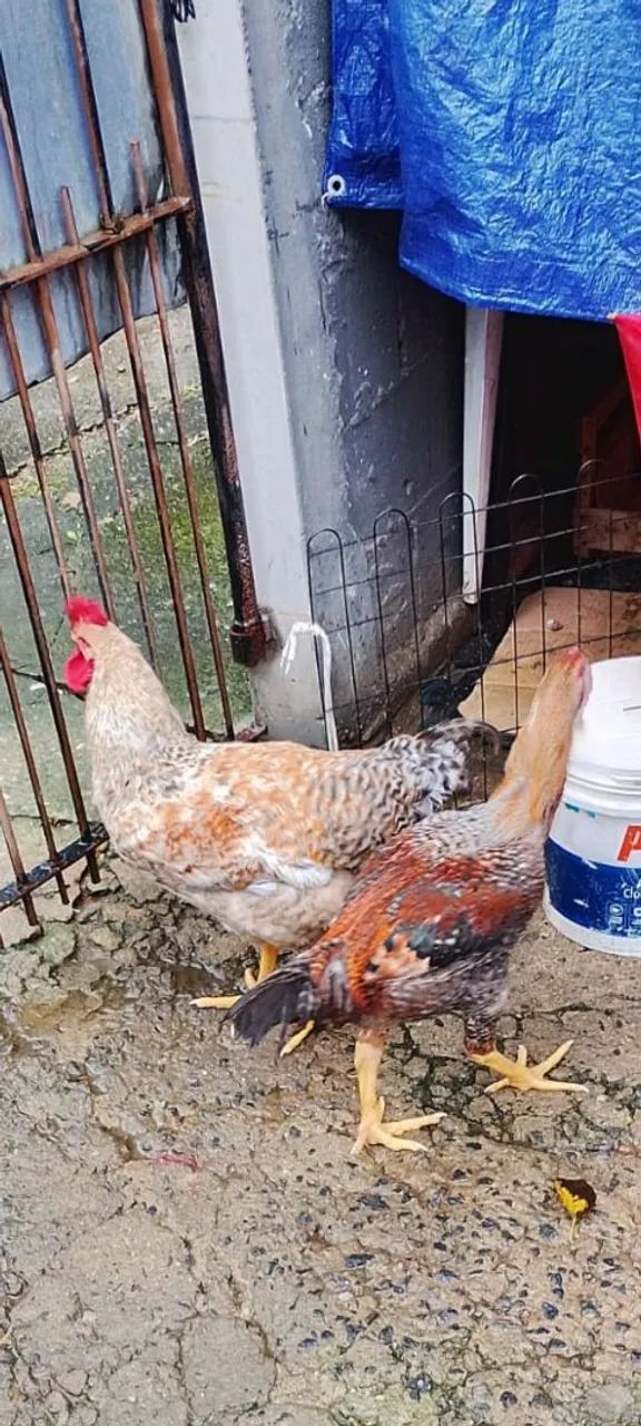 Frango caipira 